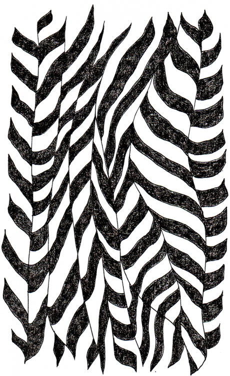 Zebra Stripes 1